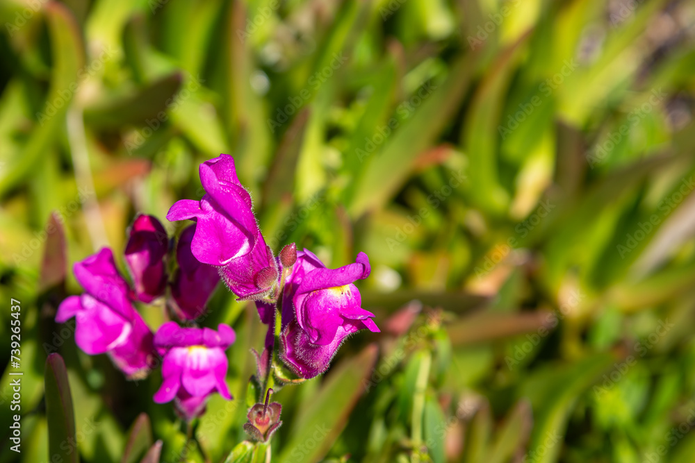 Antirrhinum cirrhigerum in natural habitat near Aljezur in Portugal Antirrhinum cirrhigerum in natural habitat near Aljezur in Portugal