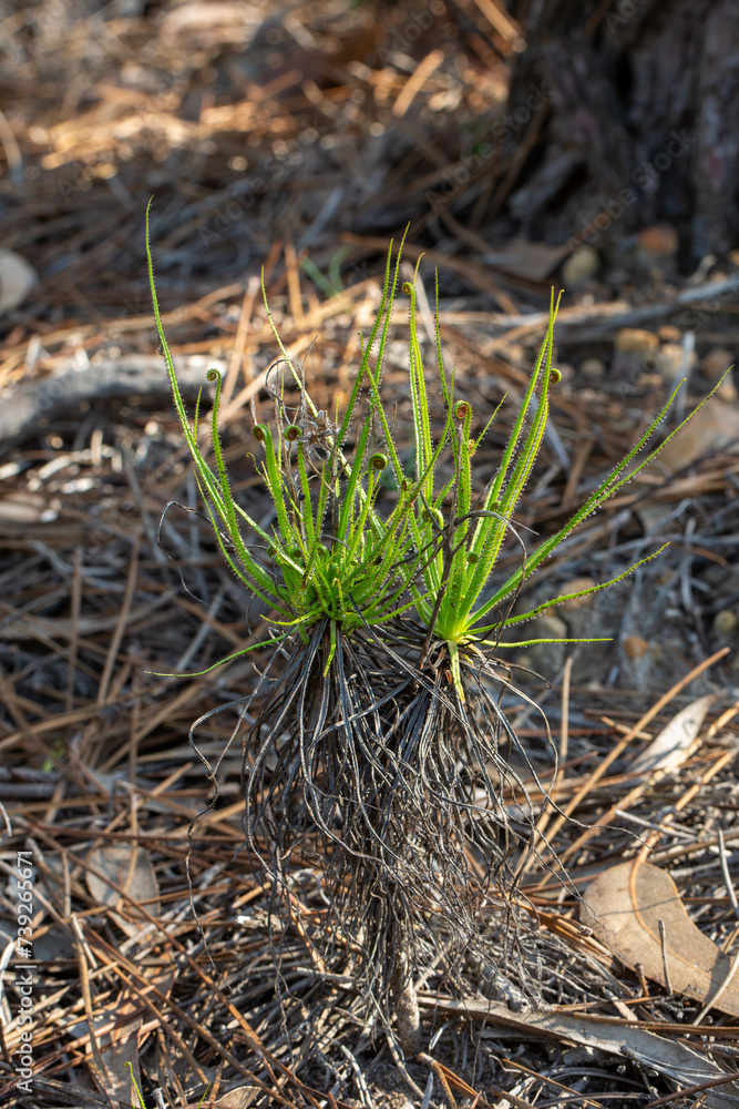 Drosophyllum lusitanicum in natural habitat close to Aljezur in Portugal Drosophyllum lusitanicum in natural habitat close to Aljezur in Portugal