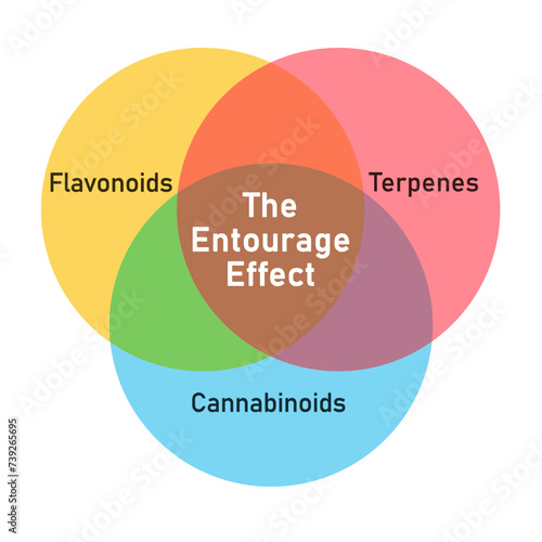 Cannabis Entourage Effect between cannabinoids, terpenes and flavonoids as a Venn diagram infographic. Colourful vector illustration against a white background. Recreational and medicinal marijuana. photo