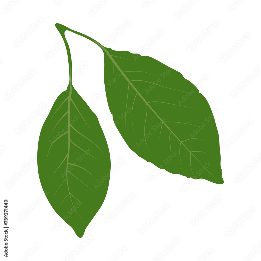 Obraz premium Cherry leaves. Vector illustration on a white isolated background