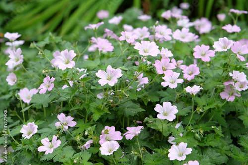 Geranium dreamland 'Bremdream' in flower. photo