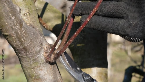 The gardener cuts the extra branches of the fruit tree with secateurs. Gardening concept. photo