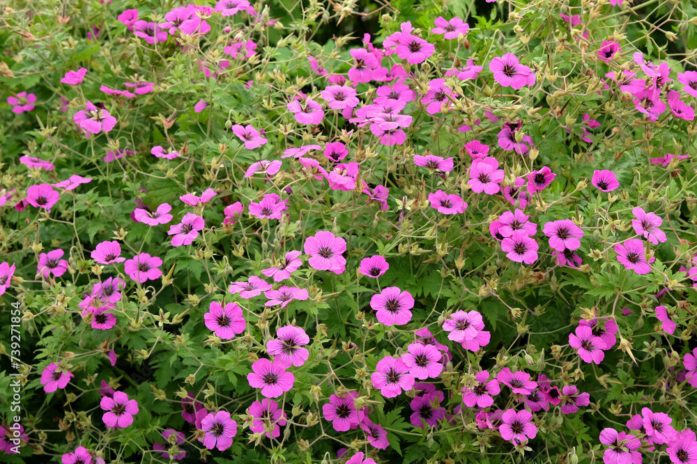 Bright pink Hardy geranium, cranesbill, 'Giuseppii' in flower.