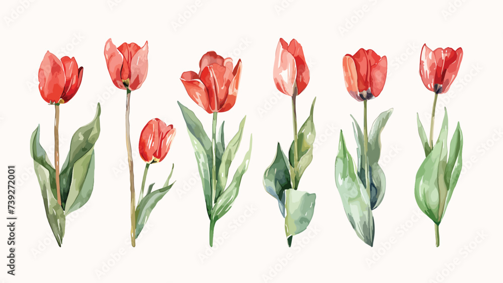 Red tulip flowers watercolor collection. Set of spring and summer flowers painting isolated on white background. Vector illustration Red tulip flowers watercolor collection. Set of spring and summer flowers painting isolated on white background. Vector illustration