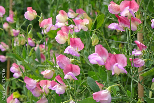 Obraz na plátně Lathyrus odoratus 'Spanish Dancer' in flower.