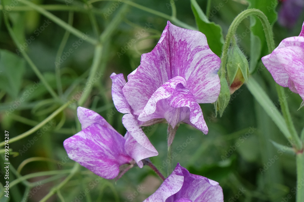 Lathyrus odoratus 'Princess of Wales' in flower. Lathyrus odoratus 'Princess of Wales' in flower.