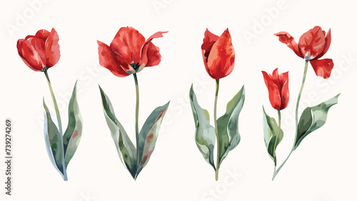 Red tulip flowers watercolor collection. Set of spring and summer flowers painting isolated on white background. Vector illustration
