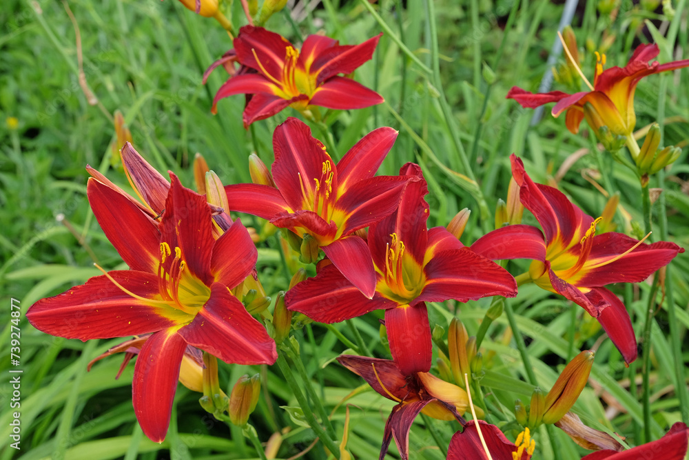 Red and yellow Hemerocallis hybrid daylily 'Stafford' in flower. Red and yellow Hemerocallis hybrid daylily 'Stafford' in flower.