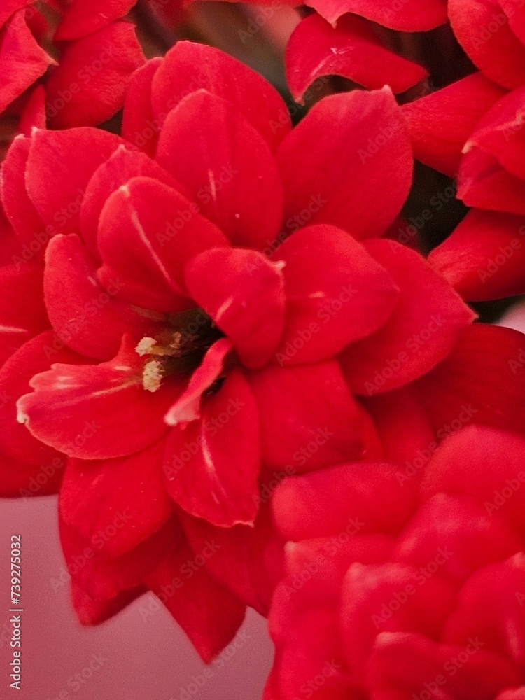 red flower close up red flower close up