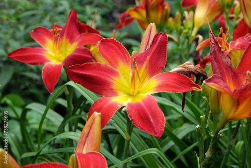 Red and yellow Hemerocallis hybrid daylily  All American Chief  in flower.