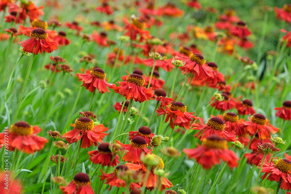 Red Helenium sneezeweed 'Moerheim Beauty' in flower. Red Helenium sneezeweed 'Moerheim Beauty' in flower.