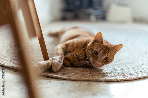 Gato naranja tumbado en alfombra de esparto jugando y estirandose photo