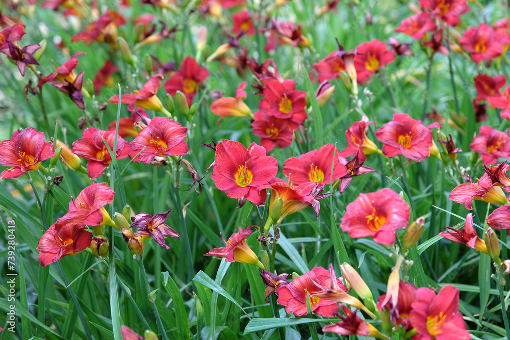 Red Hemerocallis hybrid daylily  'Little Zinger' in flower.