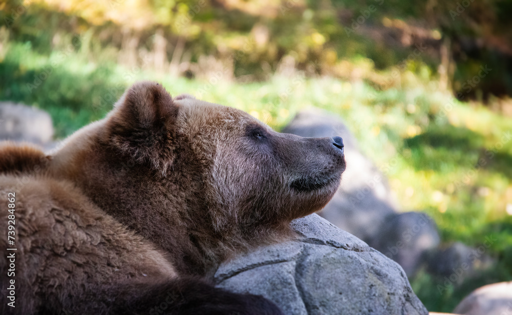 Portraif of beautiful brown bear.