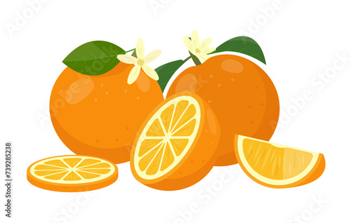 Fresh juicy oranges fruit. Whole orange, cut oranges, slices and leaves. Organic fruits for lemonade juice or vitamin C healthy food. Vector illustration isolated on white background.