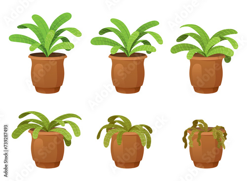 Flower houseplant withering phases flat illustration. Potted flower life cycle from blossomed to dry sick leaf and dead. Floral dying process. Abandoned botanical plant bad care sequence
