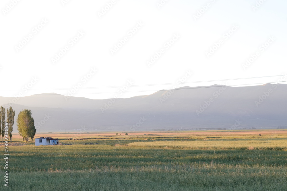 Obraz premium Serene summer landscape at dusk, with soft golden light over a rural field and distant hills.