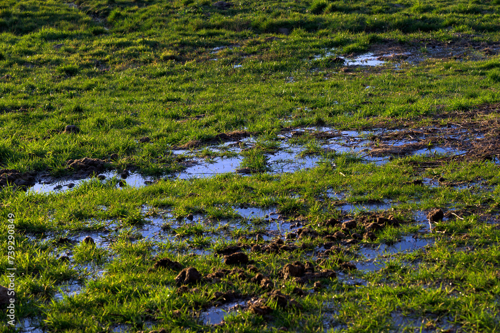 Grass meadow flooded with water next to excrement horizontally at sunset Grass meadow flooded with water next to excrement horizontally at sunset