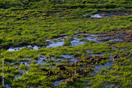 Grass meadow flooded with water next to excrement horizontally at sunset
