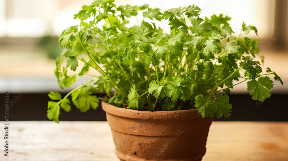 A captivating still life of vibrant parsley plants arranged in an herb garden, showcasing freshness and natural beauty. Ideal for culinary or gardening concepts. A captivating still life of vibrant parsley plants arranged in an herb garden, showcasing freshness and natural beauty. Ideal for culinary or gardening concepts.
