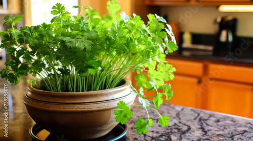 A captivating still life of vibrant parsley plants arranged in an herb garden, showcasing freshness and natural beauty. Ideal for culinary or gardening concepts.