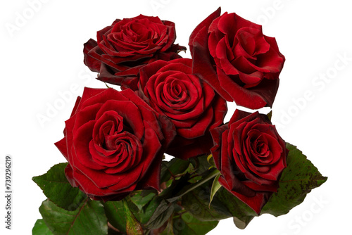 A bouquet of beautiful red roses isolated on a white background.