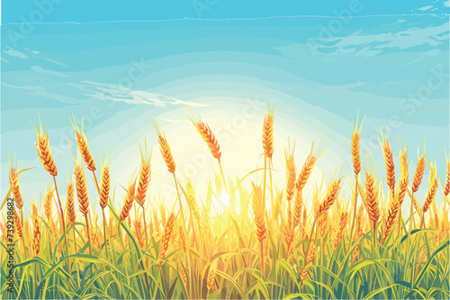 Wheat field and sunset, Wheat field against a blue sky