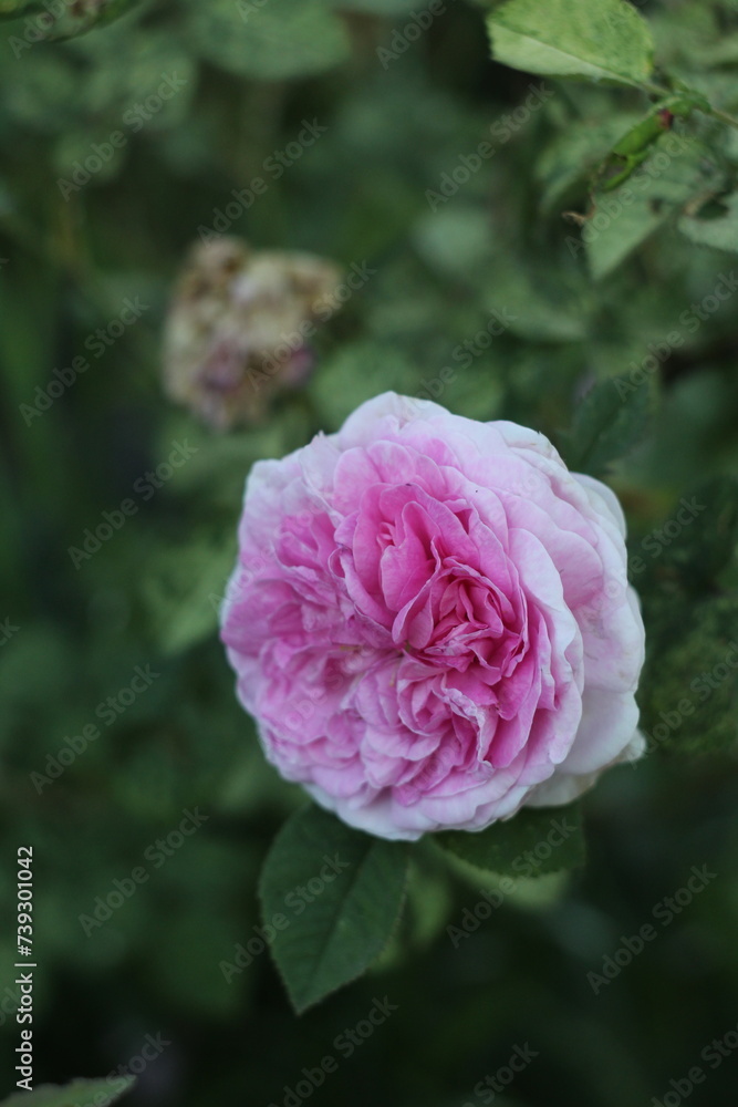Rose in the garden, pink rose, flora Rose in the garden, pink rose, flora