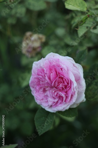 Rose in the garden, pink rose, flora