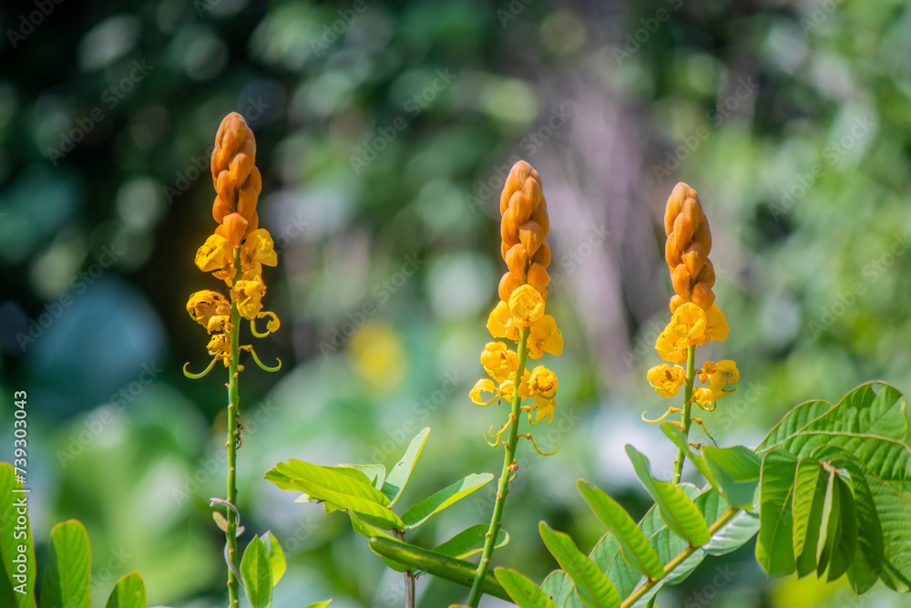 Φωτογραφία emperor's candlesticks (Senna alata) is an important medicinal tree, as well as an ornamental flowering plant in the subfamily Caesalpinioideae