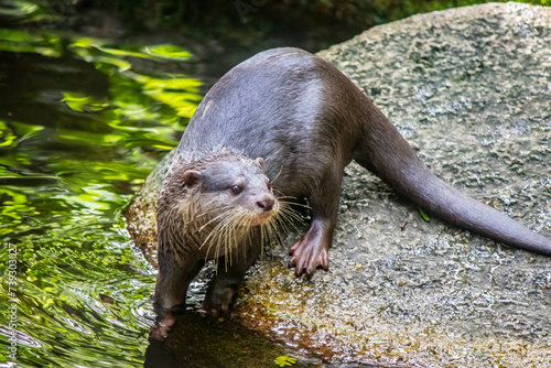 an Oriental Small-clawed Otter (Aonyx cinereus) stands on the rock. It is an otter species native to South and Southeast Asia. It has short claws that do not extend beyond the pads.