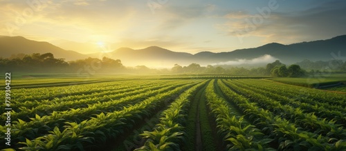 Corn farming in Agricultural field in countryside at Sunrise, aerial view