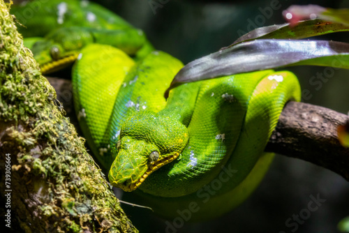 The emerald tree boa (Corallus caninus)  is a boa species found in the rainforests of South America.
The color pattern typically consists of an emerald green ground color  photo
