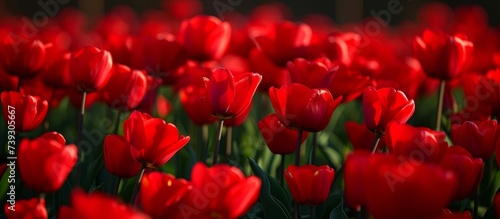 Beautiful red tulips field, natural landscape with red tulips flowers, floral spring wallpaper in countryside