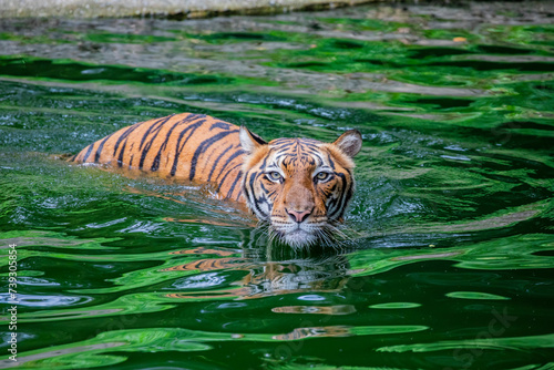 The  Malayan tiger (Panthera tigris jacksoni) in Taiping Zoo Malaysia.  
It is a tiger population in Peninsular Malaysia. This population inhabits the southern and central parts of the Malay Peninsula photo