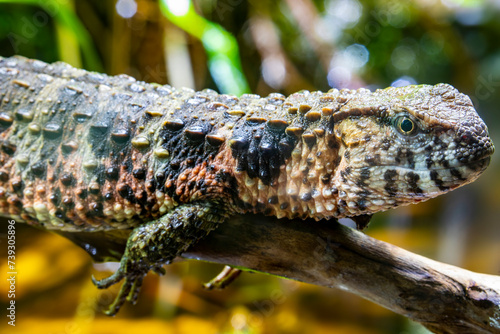The Chinese crocodile lizard (Shinisaurus crocodilurus) is a semiaquatic lizard found only in cool forests in southern China and northern Vietnam. 