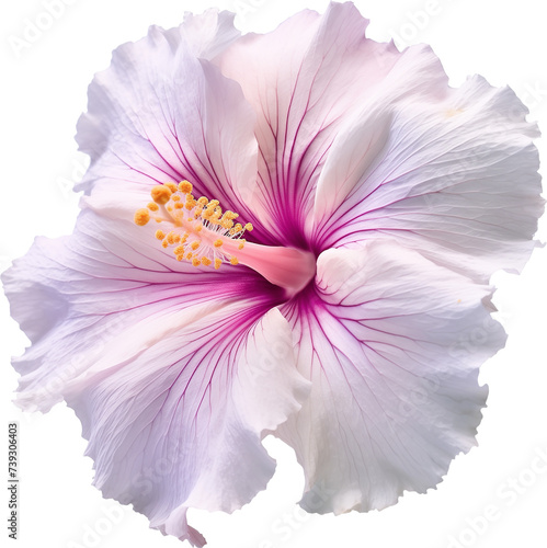 South Korean national flower Hibiscus syriacus, transparent background  photo