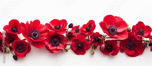 Vibrant red poppy flowers blooming gracefully on pure white background