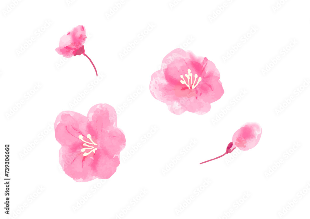Obraz premium 桜の花のワンポイント手描き和風ベクターイラスト