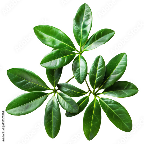 set of green leaves isolated 