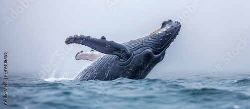 Majestic humpback whale breaching out of the ocean waters under the golden sun