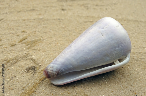 white empty cone snail in beige sand 