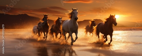 Horses running on the beach at amazing sunset. © Filip