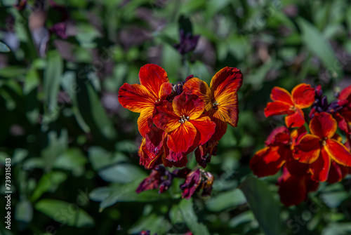 Tablou pe pânză Blooming Erysimum cheiri,  Cheiranthus cheiri, the wallflower with bright red, o
