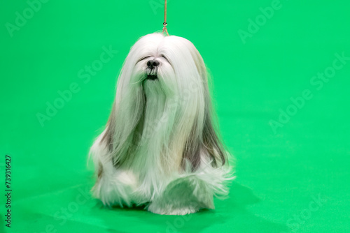 Long haired Lhasa Apso dog walking on green carpet at a dog show