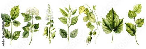 Botanical Illustration Portfolio