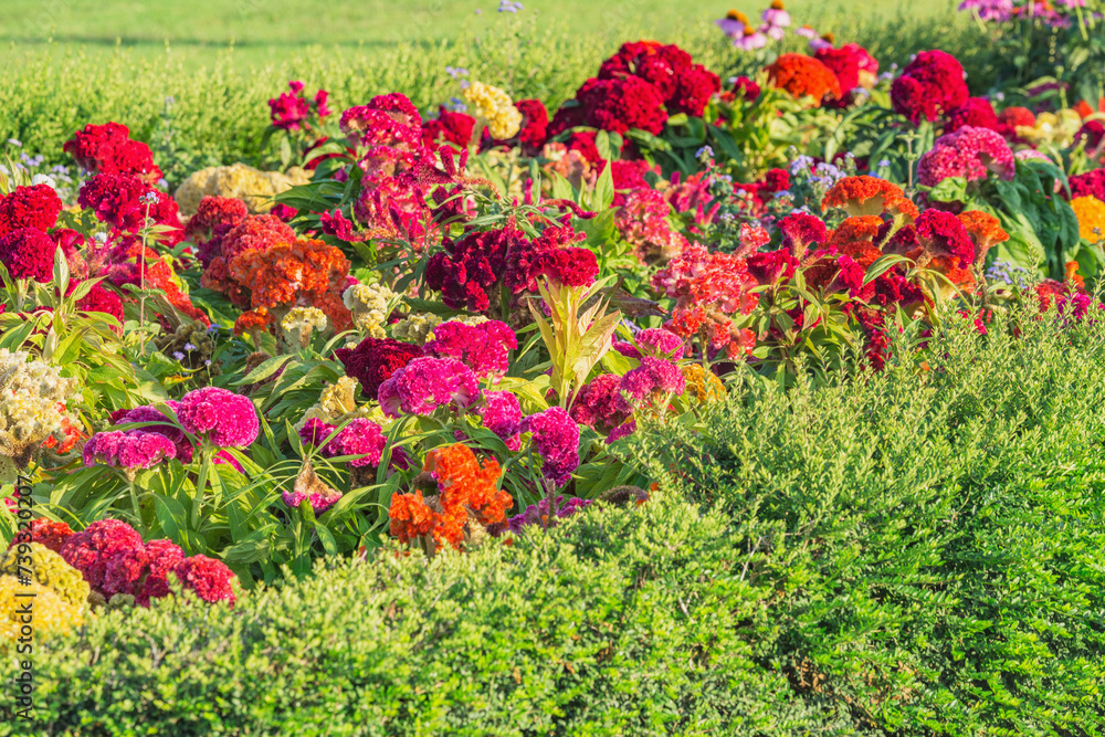 Multicolor flowers on the meadow at sunset.