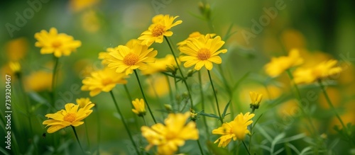 Vibrant Yellow Flowers Blossoming in the Lush Green Grass Field Under Bright Sunlight