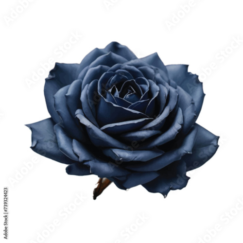 single navy blue rose isolated on white background