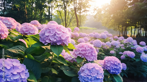 Vivid hues of blue, purple, and pink adorn the bigleaf hydrangea, also known as French hydrangea or penny mac. Close up view capturing its captivating beauty. photo